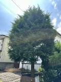 樹木剪定002